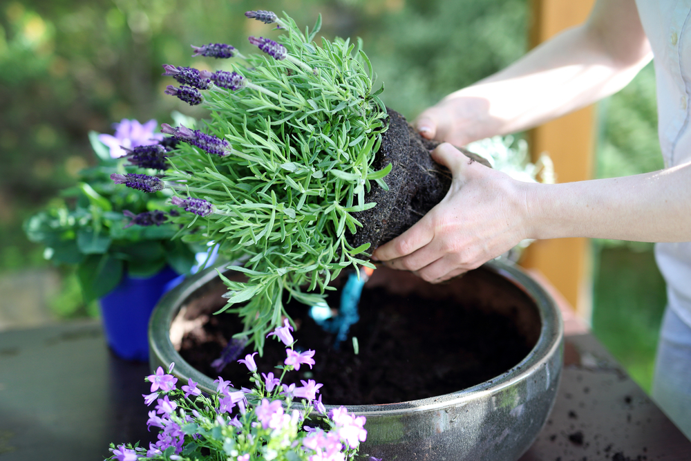evenwichtig schoonmaken vijandigheid Hoe plant ik vaste planten in een bloembak?