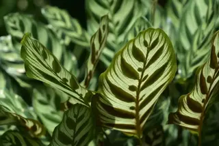 Favoriete kamerplant: Calathea