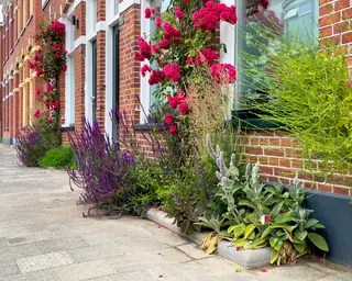 Groen dak of geveltuin: haal verkoeling én biodiversiteit in huis