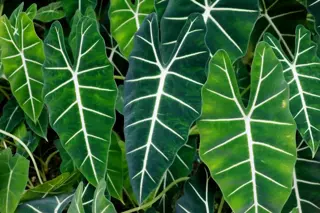 Hippe kamerplant: Alocasia