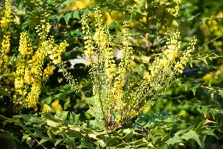 Mahonia media ‘Winter Sun ‘