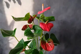 Veelzijdige kamerplant: Anthurium