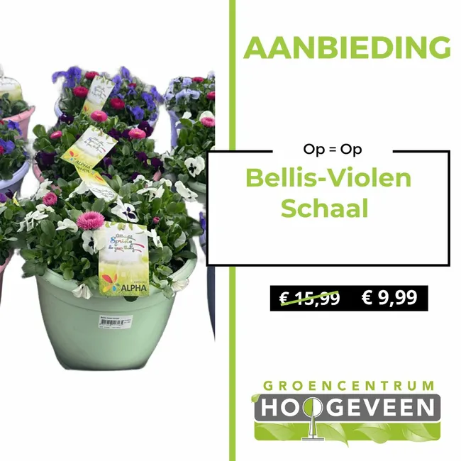 Bellis-Violen Schaal