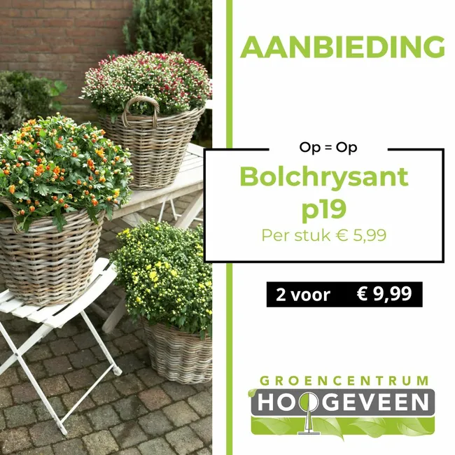 Bolchrysant