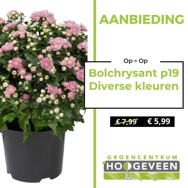 Bolchrysant
