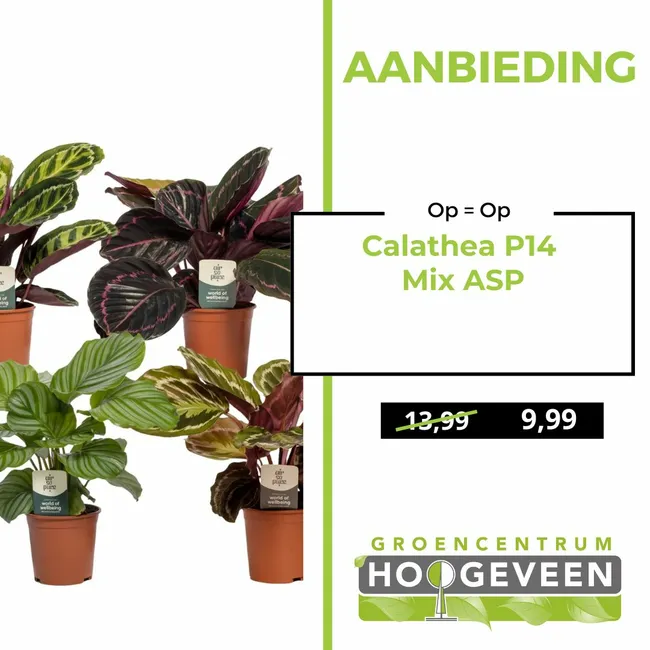 Calathea P14 Mix