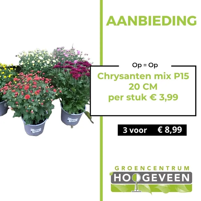 Chrysant