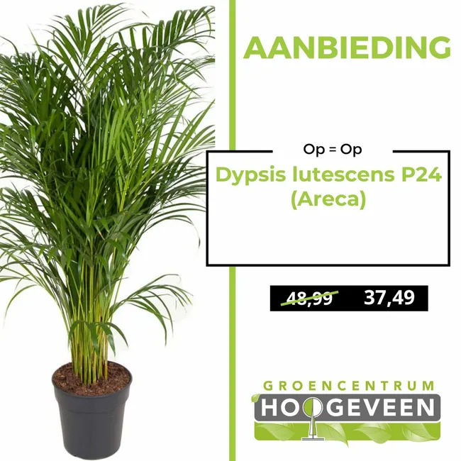 Dypsis lutescens