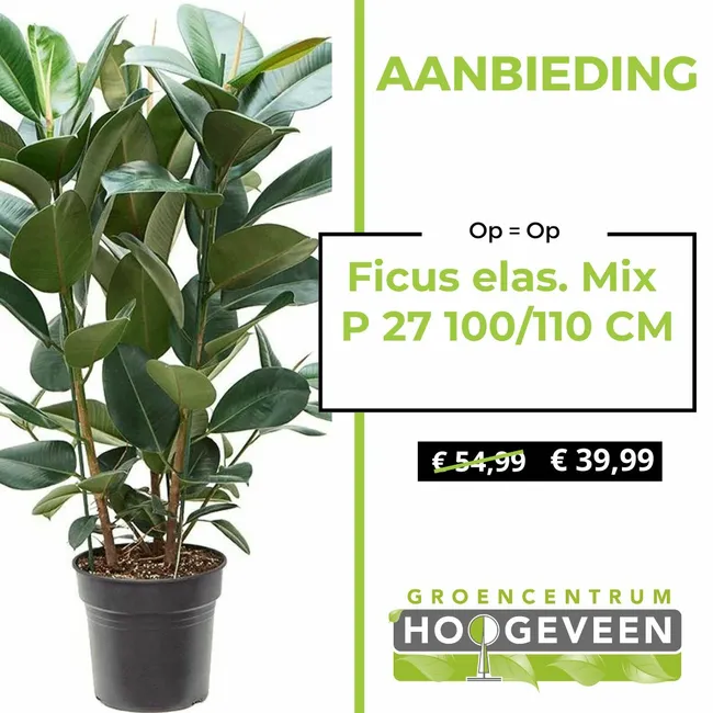 Ficus