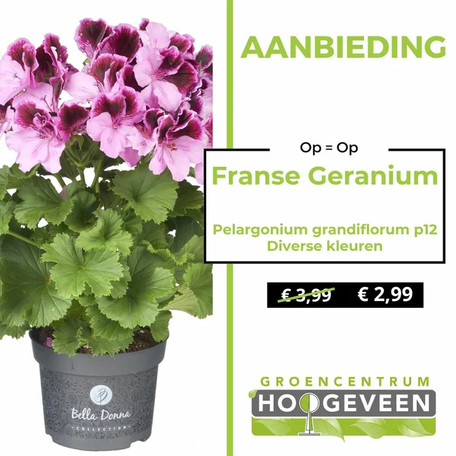 Franse Geranium
