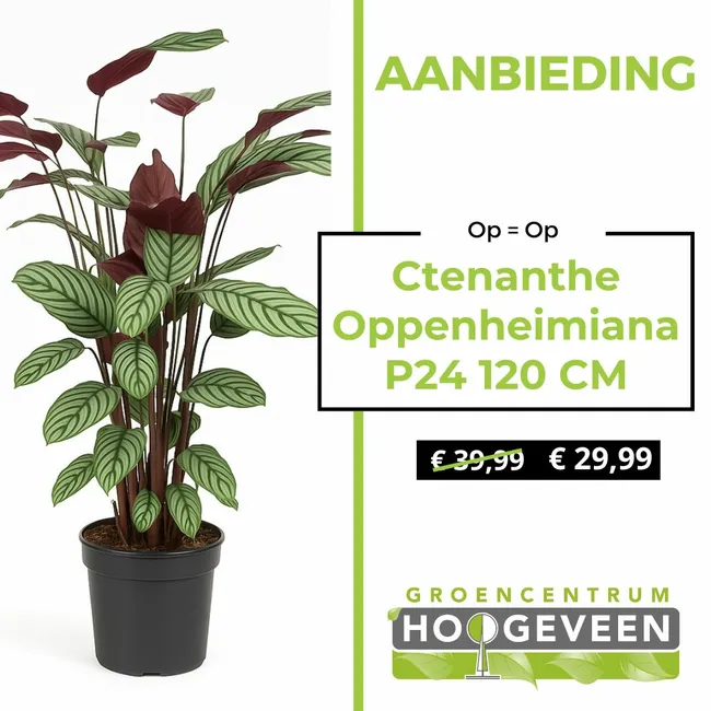 Gebedsplant