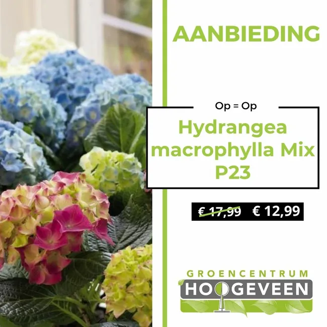 Hortenisa