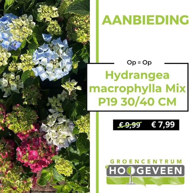 Hortensia