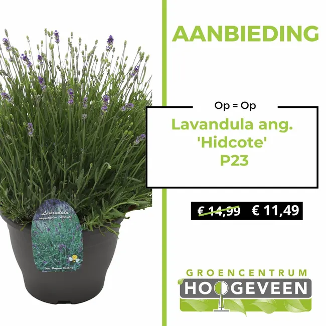 Lavendel
