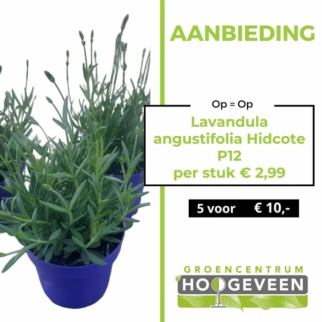 Lavendel