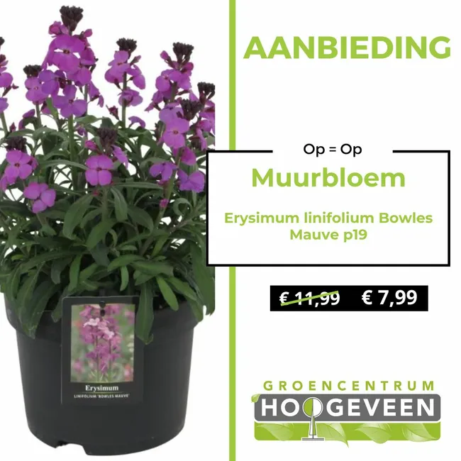 Muurbloem