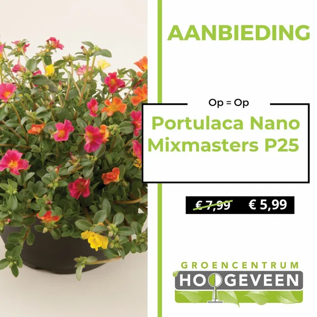 Portulaca