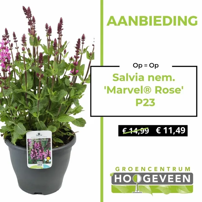 Salvia