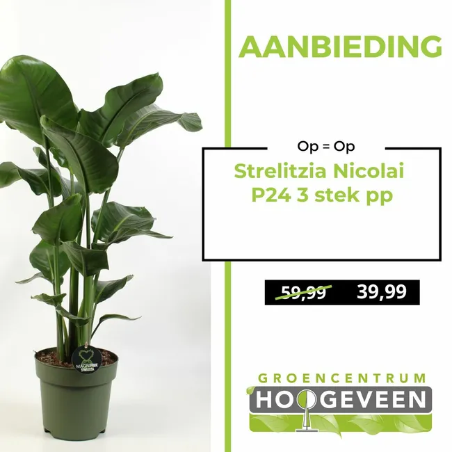 Strelitzia Nicolai P24