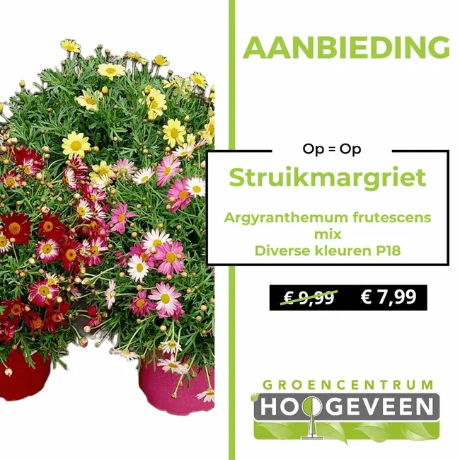 Struikmargriet
