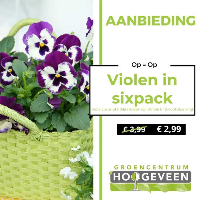 Violen