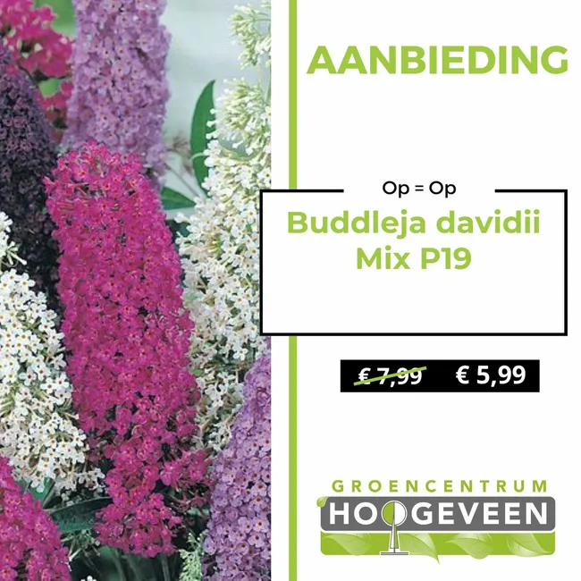 Vlinderstruik