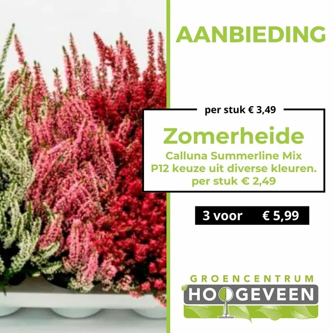 Zomerheide