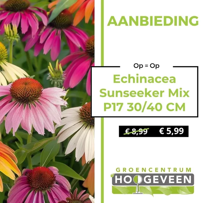 Zonnehoed
