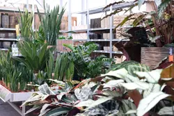 Luchtzuiverende kamerplanten